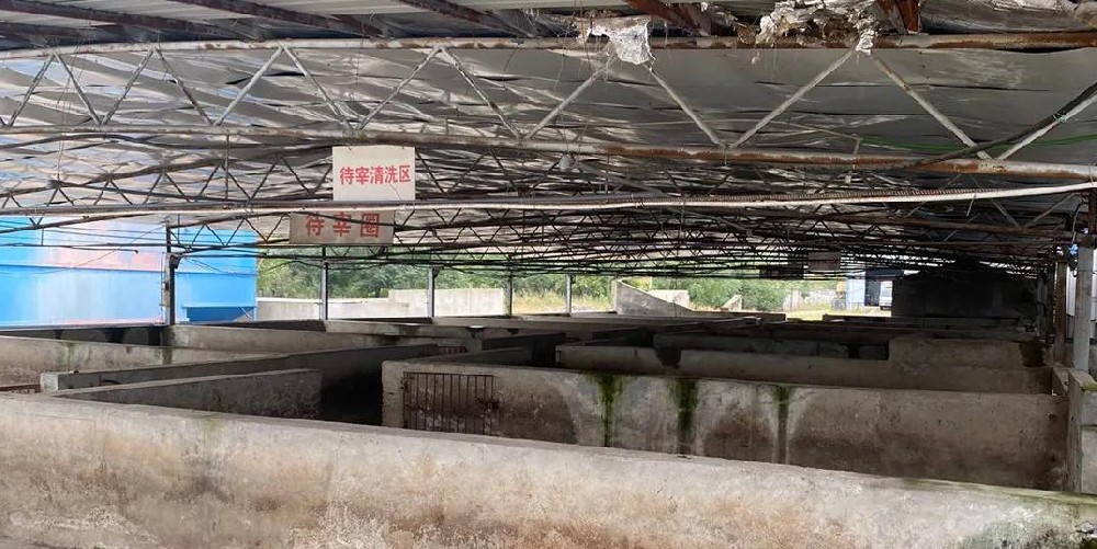 現(xiàn)代屠宰場用蒸汽發(fā)生器脫毛，30秒脫毛，效率高脫毛干凈